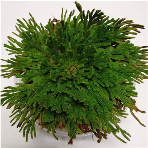 What Is The Rose Of Jericho at Albert Hoopes blog