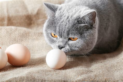 Should Cats Have Eggs at Clarence Valladares blog