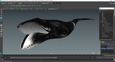 3D model Sea Animal Bowhead Whale Rigged for Maya | 3D Molier International