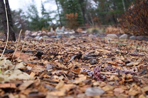 Image result for How to Color Mulch