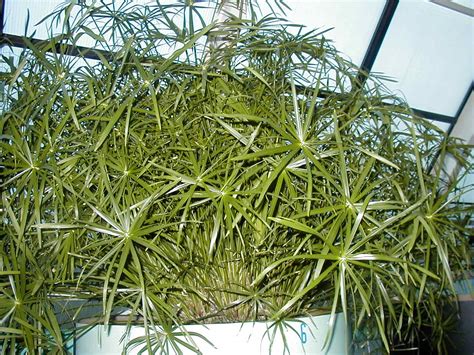 Image result for Papyrus Process