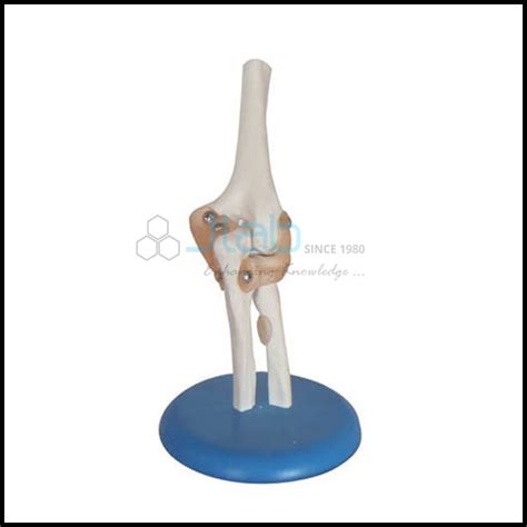 Elbow Joint Model JAab