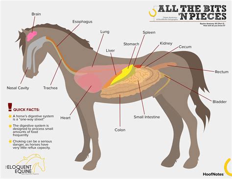 Just The Basics About A Horse Digestive System - Horses & Foals