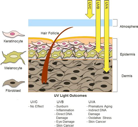 Ultraviolet Radiation, Aging and the Skin: Prevention of Damage by Topical cAMP Manipulation