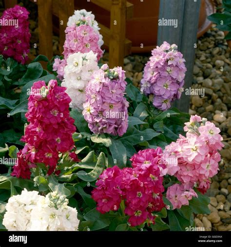Stock - `Cinderella Mixed'- - (Matthiola incana) (Early-Flowering/dwarf/double) ANN057135 Phot ...