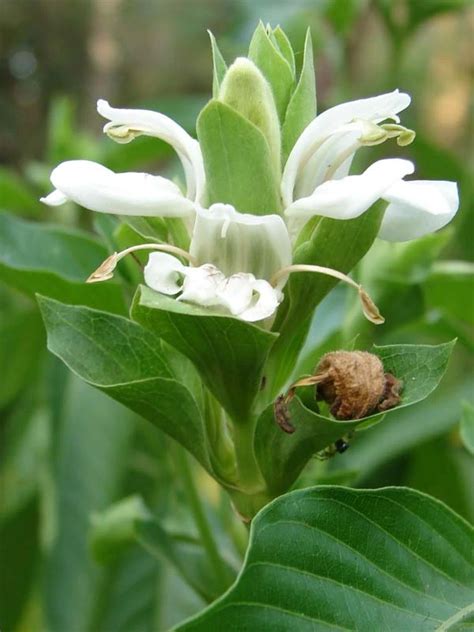 Justicia adhatoda, Aadalodakam, Adhatoda, ആടലോടകം | SMPB Kerala