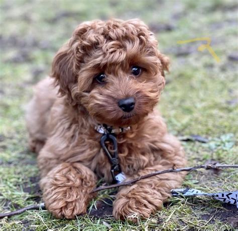 Image result for Small Cockapoo