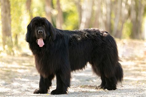 Black Fluffy Puppy