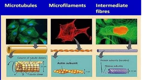 Cytoskeleton - microtubules ,microfilaments and intermediate filaments ...