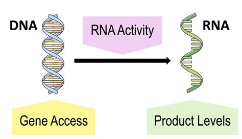 Image result for Genome Expression