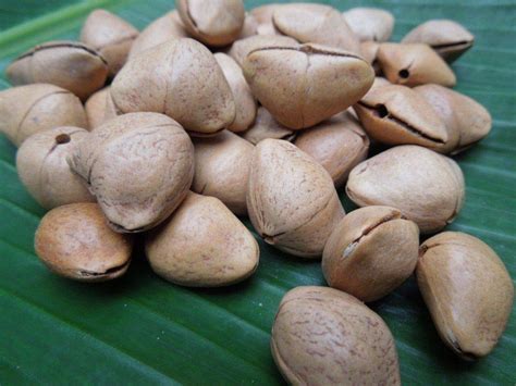 Buy Green India - Yellow Thevetia Neriifolia/Pili Kaner/Pelli Yellow ...