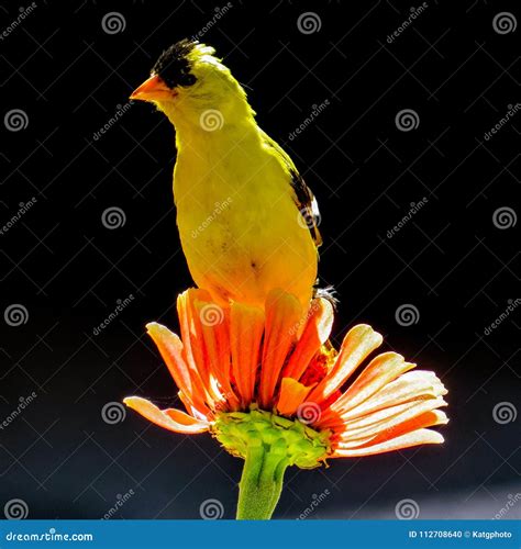American Goldfinch In A Flowering Crabapple Tree Royalty-Free Stock ...