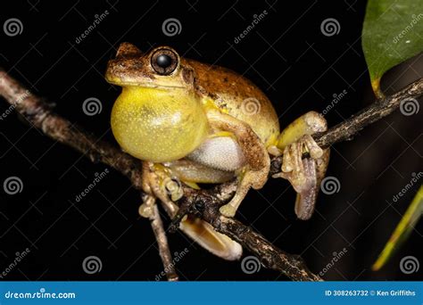 Image result for Laughing Tree Frog