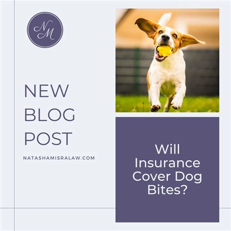 What you need to know about dog bite insurance | Natasha Misra Law, LLC ...