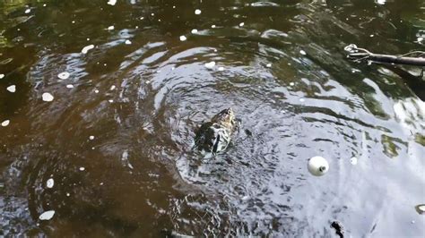 Image result for How to Catch Turtles