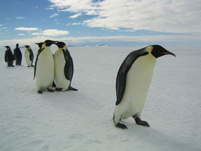 神仙的企鹅 库存图片. 图片 包括有 开放, 澳洲, 敌意, 野生生物, 本质, 海鸟, 企鹅, 双翼飞机 - 2407157