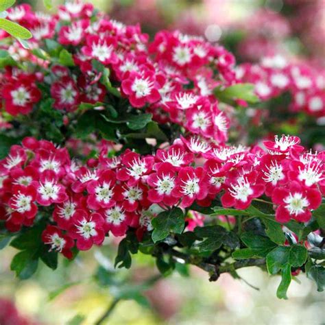 Купить саженцы Боярышник декоративный Crataegus oxyacantha Crimson ...