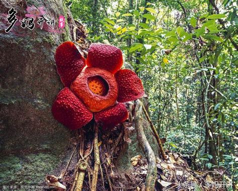 世界上最小的花，無根萍竟創下三個世界紀錄 - 每日頭條