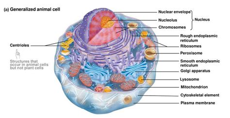 Cell Structure Labeled 的图像结果