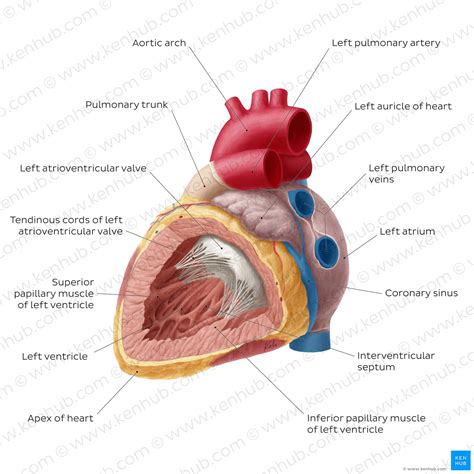 Heart (right and left atrium): Anatomy and function | Kenhub