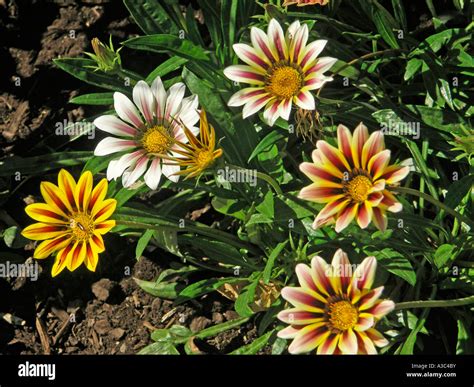 Gazanias Gazania rigens Stock Photo - Alamy