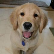 Image result for Top 10 Cutest Dogs