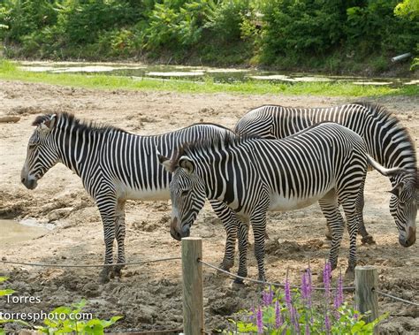 THE 30 BEST Places to Visit in Peoria (2026) - Must-See Attractions