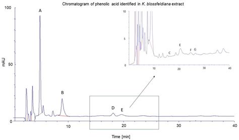 Antiaging Properties of Kalanchoe blossfeldiana Ethanol Extract—Ex Vivo ...