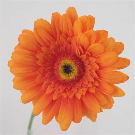 Silk Gerbera Orange 65cm | Artificial Flowers