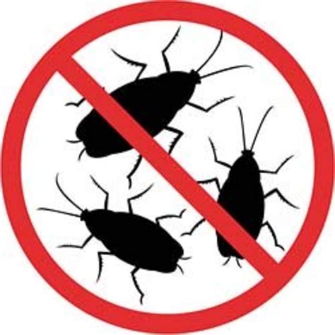 Kill Cockroach Eggs | Dengarden