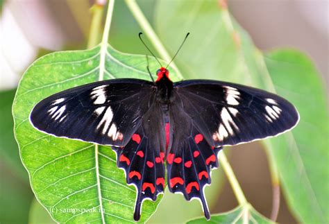 "Sampath Speaking" - the thoughts of an Insurer from Thiruvallikkeni ...