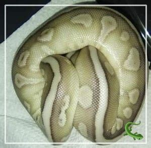 Image result for Ball Python Scared