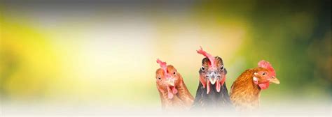 Chicken 的图像结果