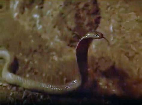 Image result for Alien From the Deep Cast