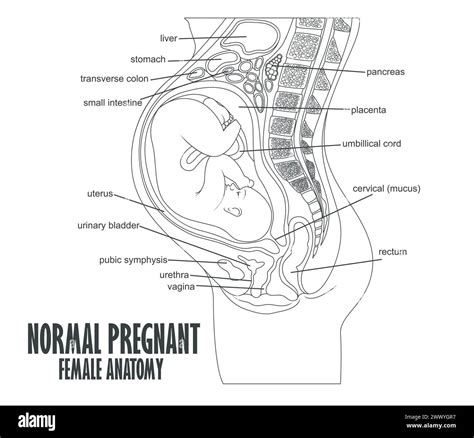 Illustration female urinary reproductive Stock Vector Images - Alamy