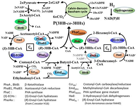 Bioengineering | Special Issue : Advances in Polyhydroxyalkanoate (PHA ...