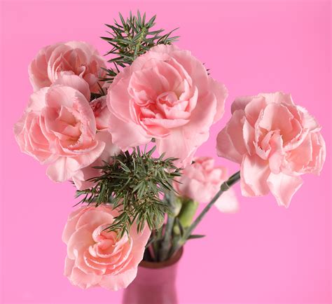 Carnations, Pink color, Pink background, HD Wallpaper | Rare Gallery