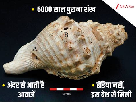 Ancient Shells Found in Spain May Be Among the Oldest Musical ...