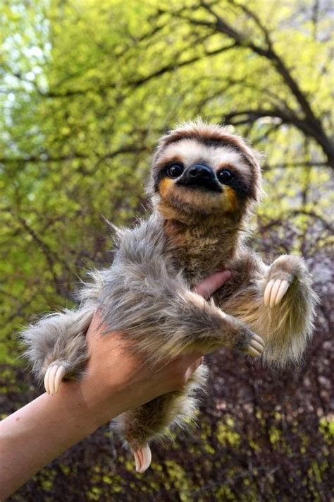 Pet Sloth 的图像结果