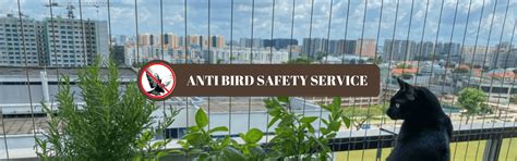 Invisible Grills: Bird Control Services In Gurgaon, Delhi NCR