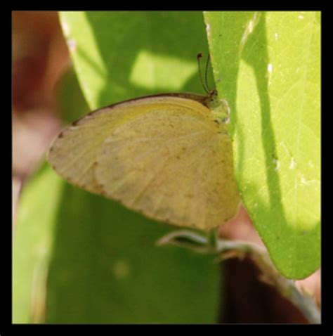 CSIR-NEERI Biodiversity Portal