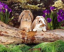 Image result for Pics of Spring and Bunnies