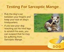 Image result for Best Cure for Dog Mange