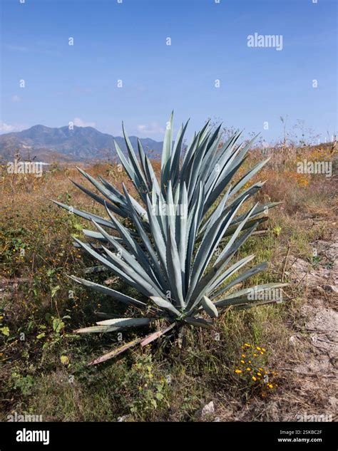 What Plant Yields Mezcal