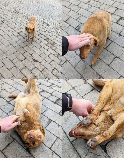 Stages of acceptance. Stray doggo in Tbilisi [OC] : r/aww