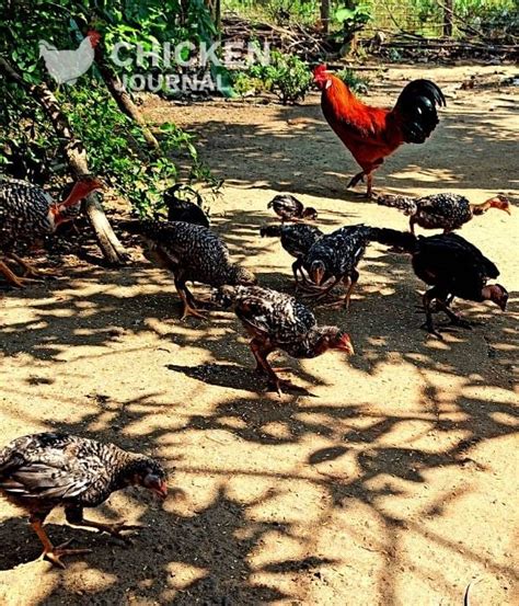 Image result for Normal Chicken Poop