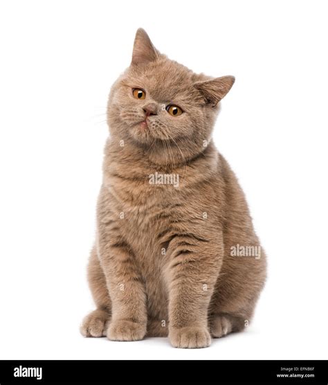 White British Shorthair Brown