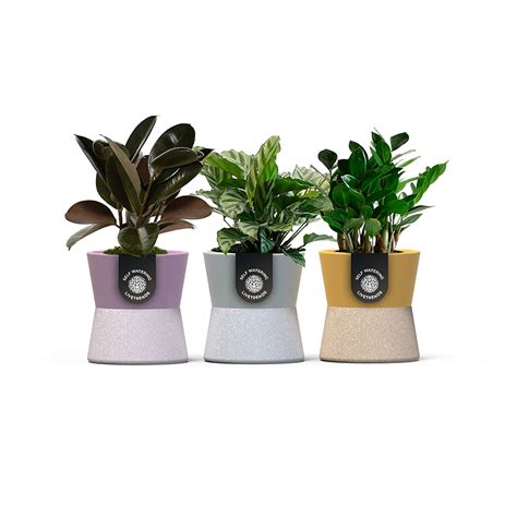 LiveTrends Colorize House Plant in 12-oz Pot ASB07048 at Lowes.com