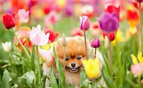 Image result for Cute Spring Animals