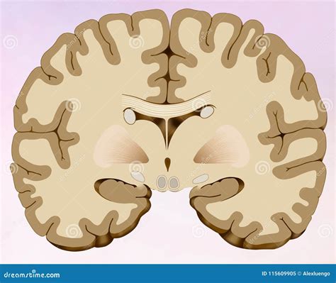 Coronal Cut of the Human Brain in Which we Can See the Brain Composed ...